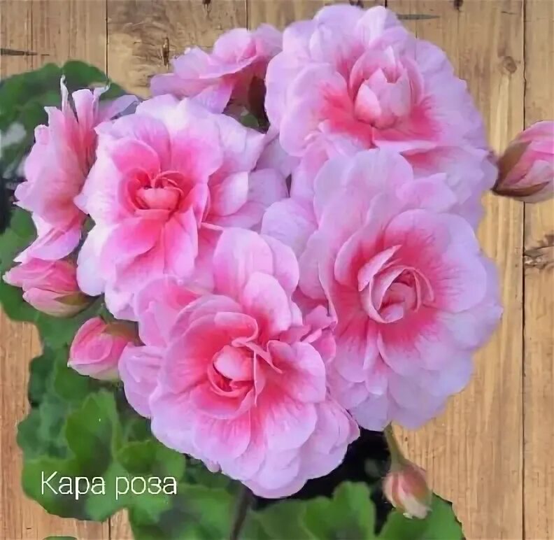 Кара роза пеларгония фото и описание Кара роза. Укоренный черенок 1900р 2022 Надежда Григорьева ВКонтакте
