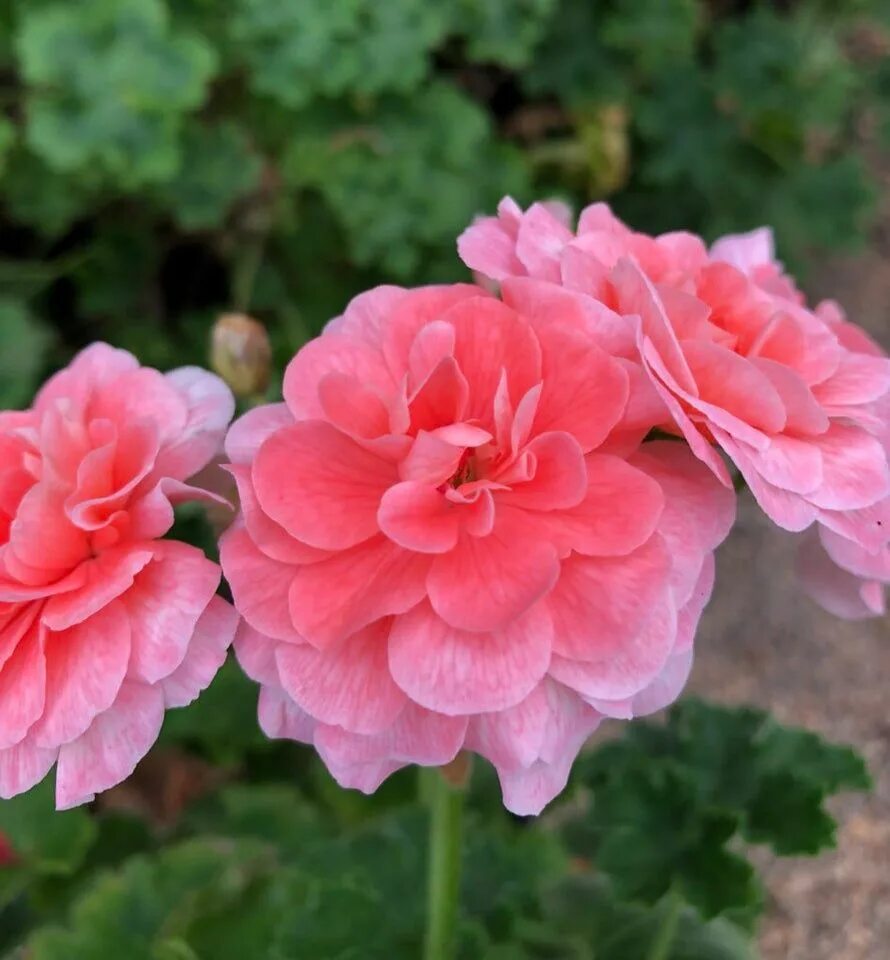 Кара роза пеларгония фото и описание Pelargoniums - tagged "Zonartic" - Fibrex Nurseries Ltd Flowers, Plants, Ivy lea