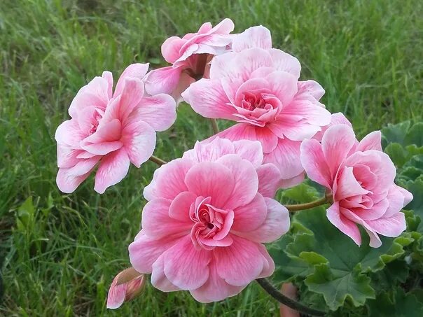 Кара роза пеларгония фото и описание Cara rosa