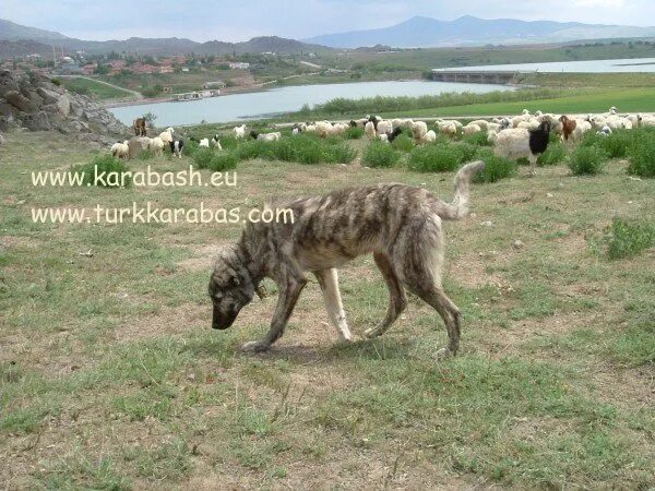 Карабаш животное фото Karabash.eu.:. Berger d'Anatolie, Kangal, Karabash - tous chiens de protection d