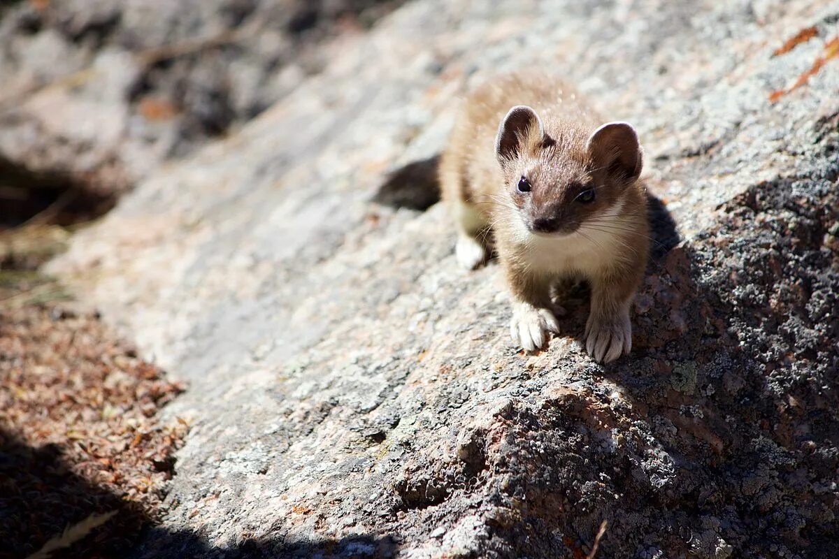 Карабаш животное фото File:Marten in the mountains of Kazakhstan.jpg - Wikimedia Commons