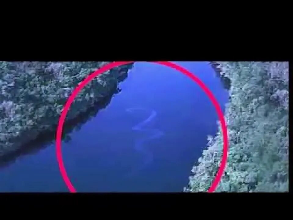 Карадагский змей реальные фото Big snake большая змея - YouTube