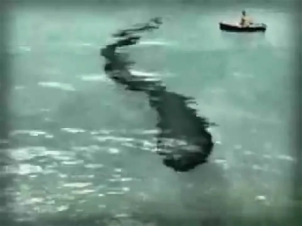 Карадагский змей в черном море фото Horrid Japan sea monster - YouTube