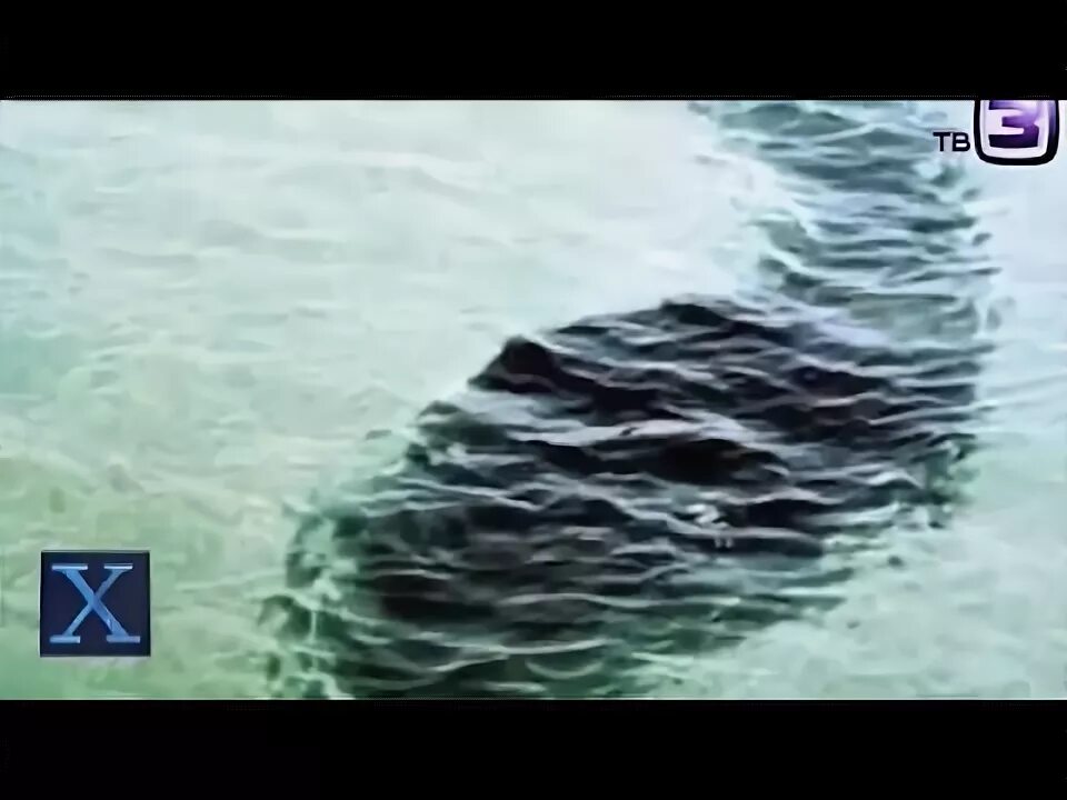 Карадагский змей в черном море фото Гигантский морской змей в Крыму Карадагский змей - YouTube