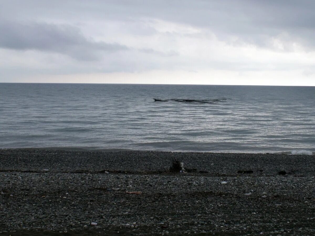 Карадагский змей в черном море фото Карадагский змей: новое наблюдение Аква-Космос Дзен