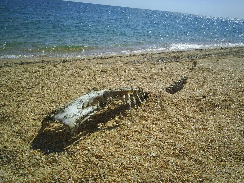 Карадагский змей в черном море фото Большая змея в черном море