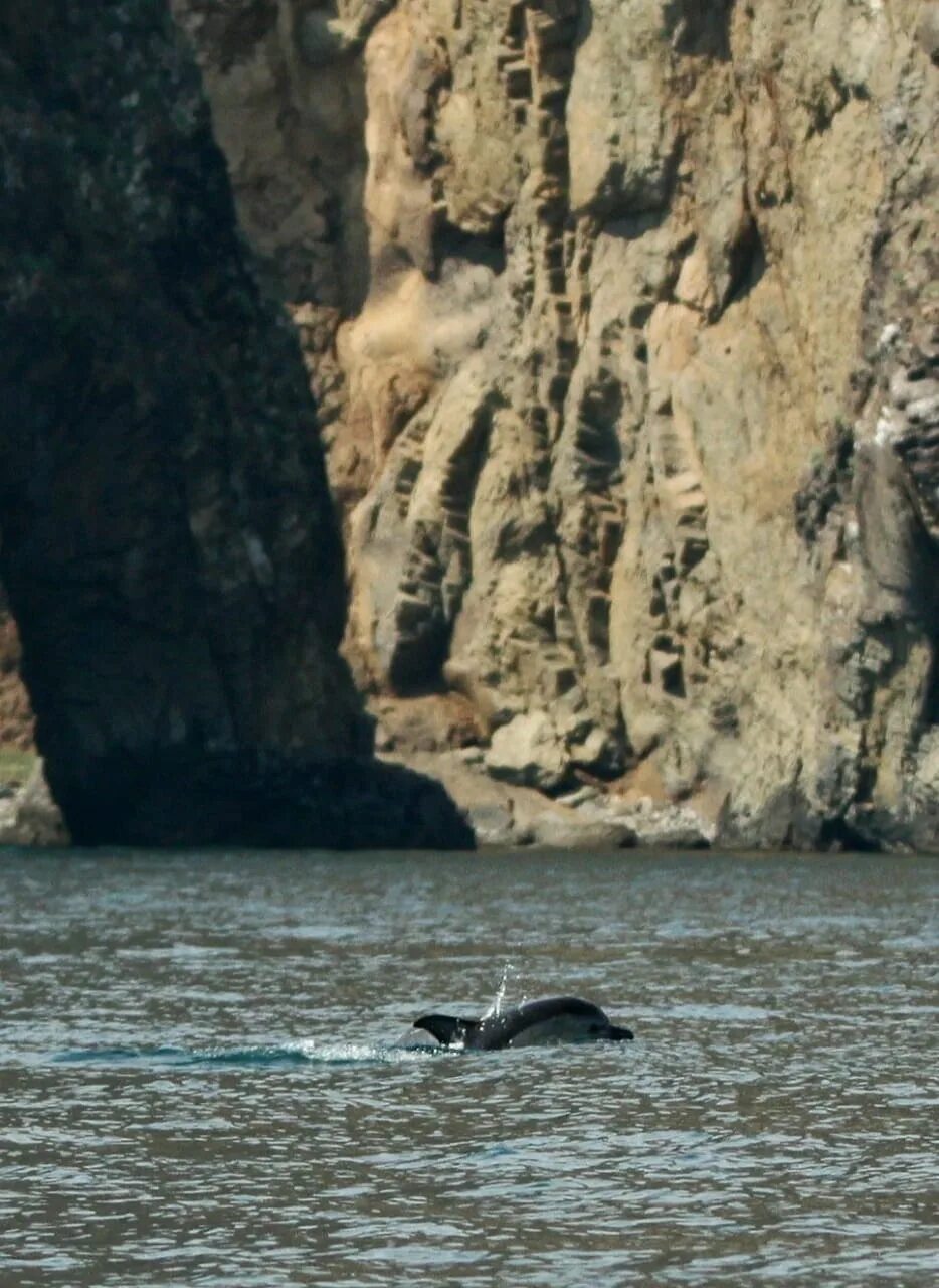 Карадагский змей в черном море фото ЦЕНТР ИЗУЧЕНИЯ И АДАПТАЦИИ МОРСКИХ МЛЕКОПИТАЮЩИХ