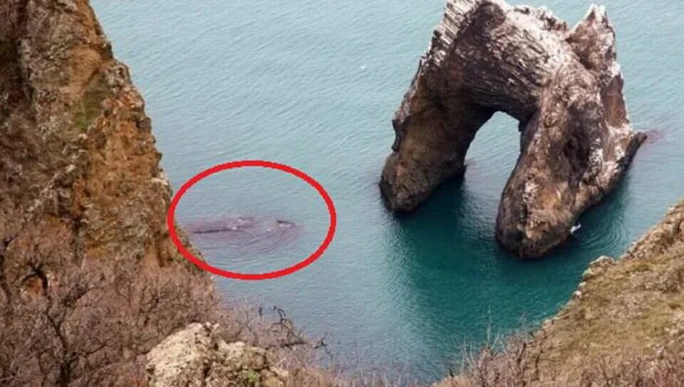 Карадагский змей в крыму фото реальные Лакомится дельфинами, пугает моряков - факты, подтверждающие существование Карад