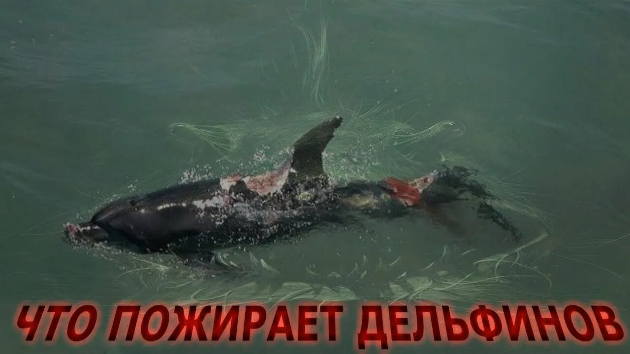 Карадакский змей фото Карадагский змей: что рвет на части крымских дельфинов - YouTube