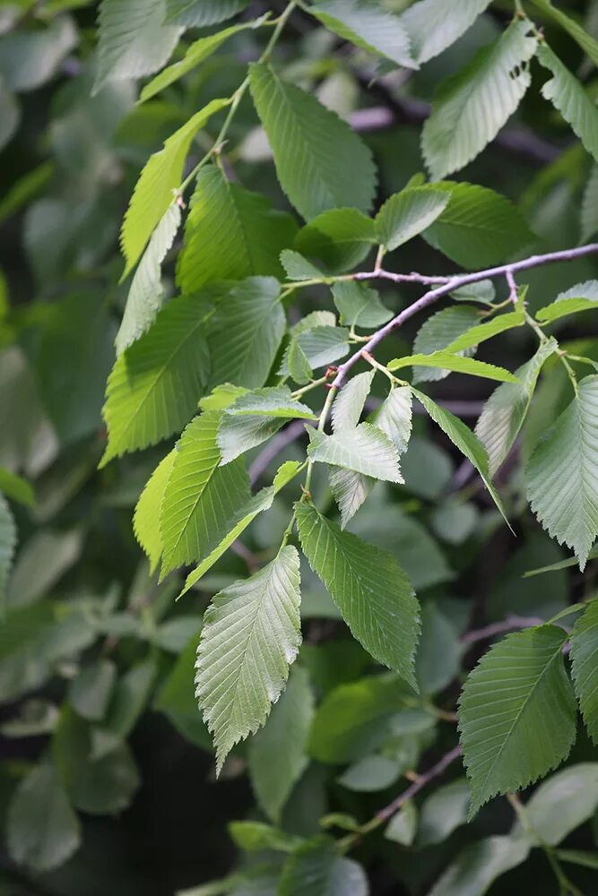 Карагач дерево листья фото Ulmus laevis - Image of an specimen - Plantarium