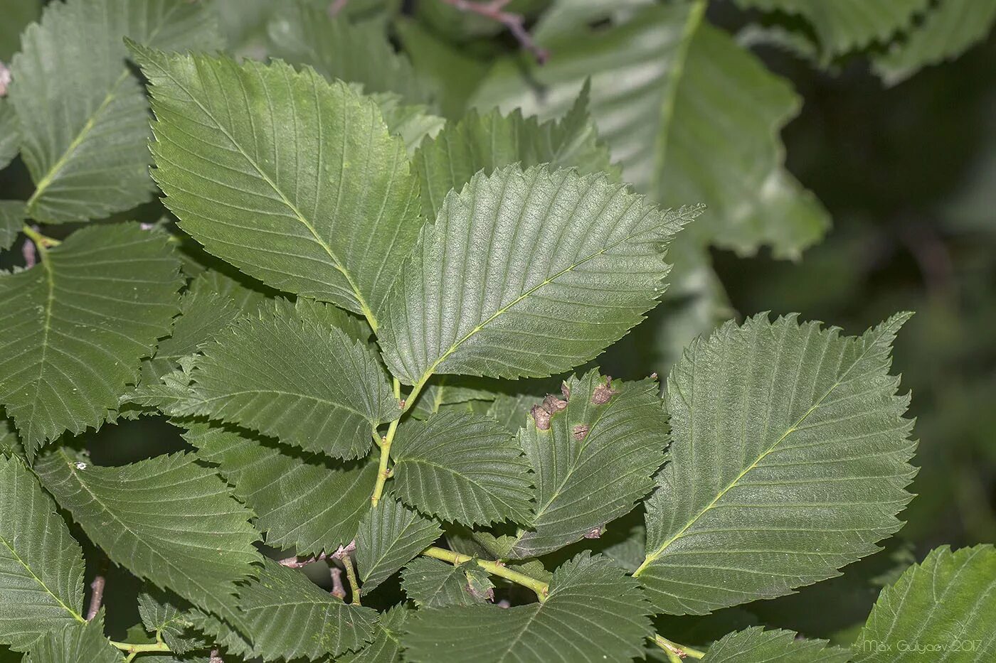 Карагач дерево листья фото Ulmus laevis - Image of an specimen - Plantarium