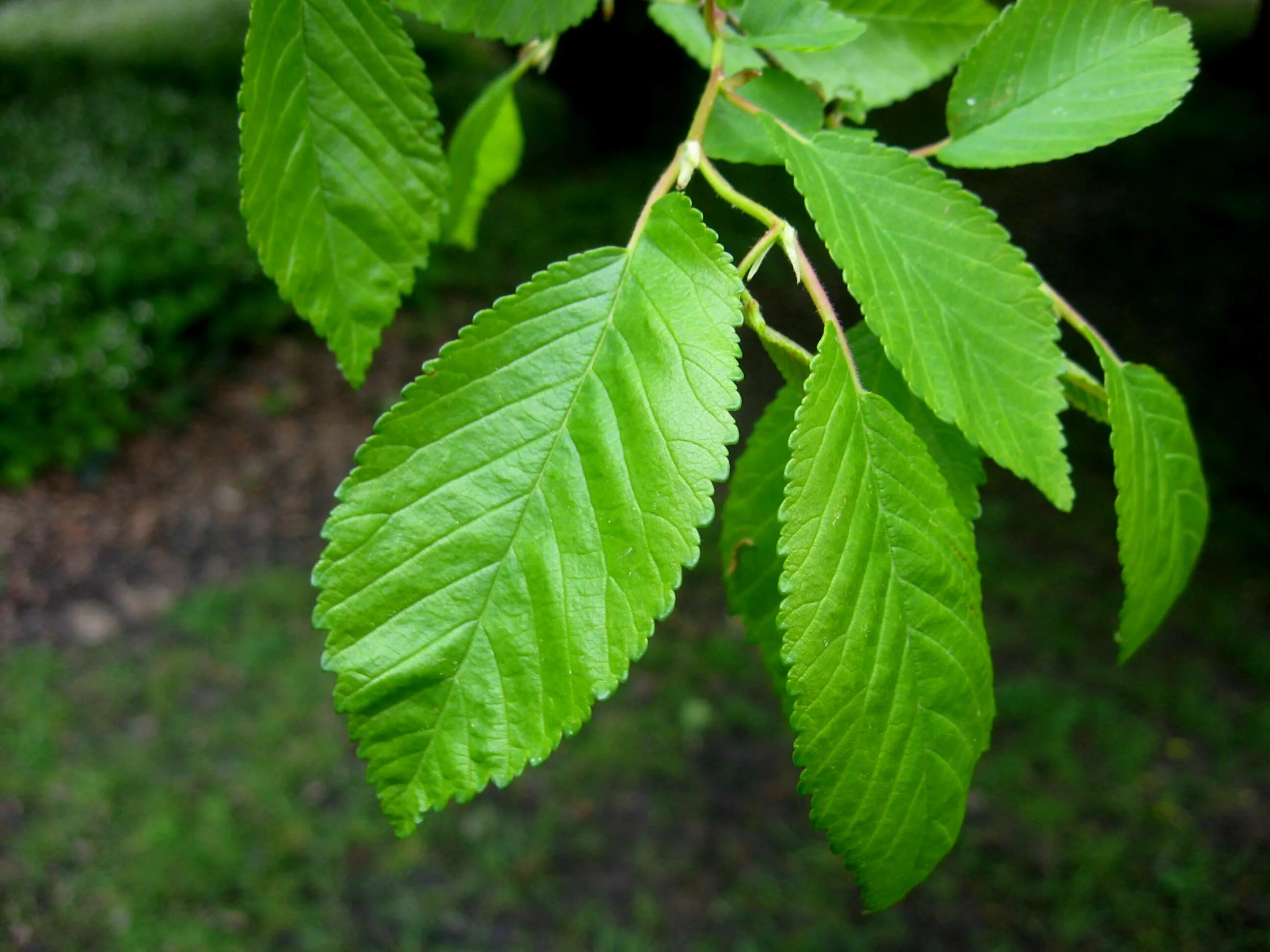 Карагач дерево листья фото File:SHHG Ulmus minor from Iran.jpg - Wikipedia