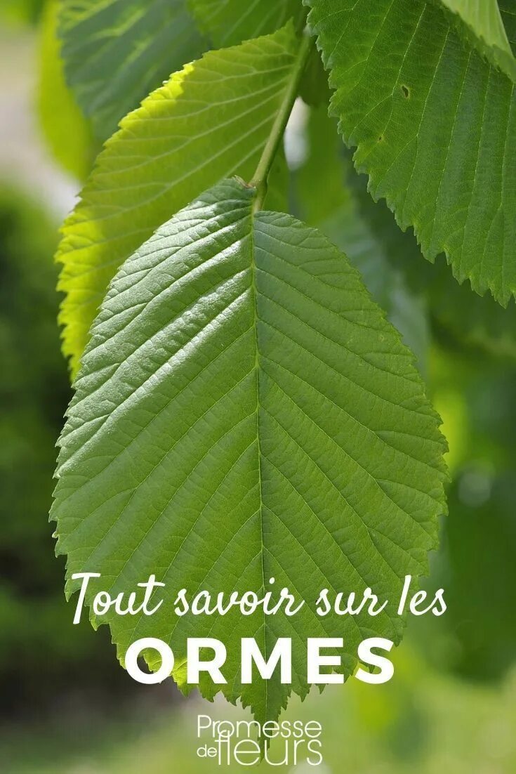 Карагач дерево листья фото Pin on Arbres et arbustes