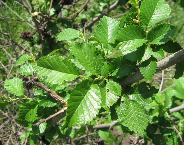 Карагач дерево листья фото Ulmus minor - Image of an specimen - Plantarium
