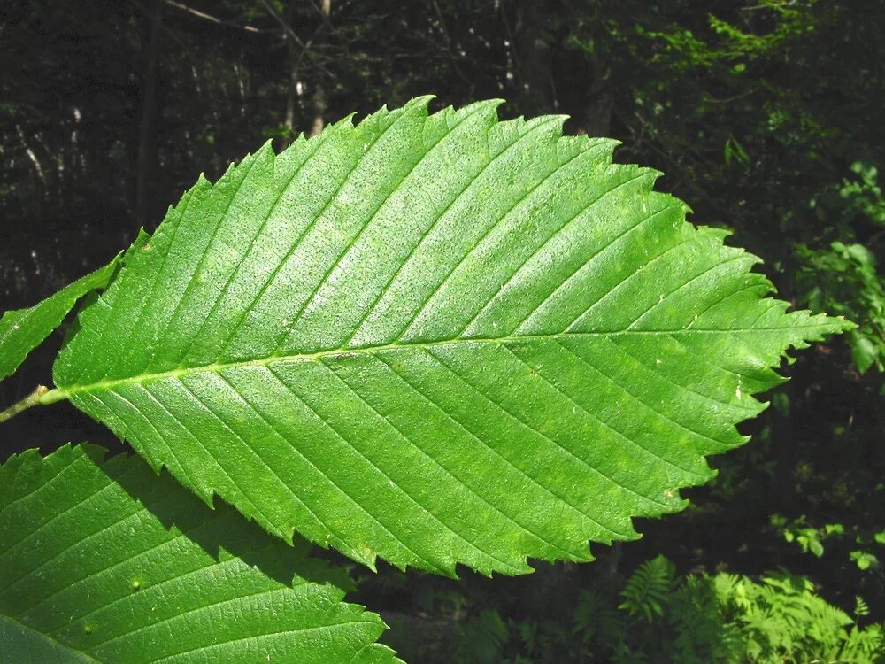 Карагач дерево листья фото Ulmus americana (American elm)