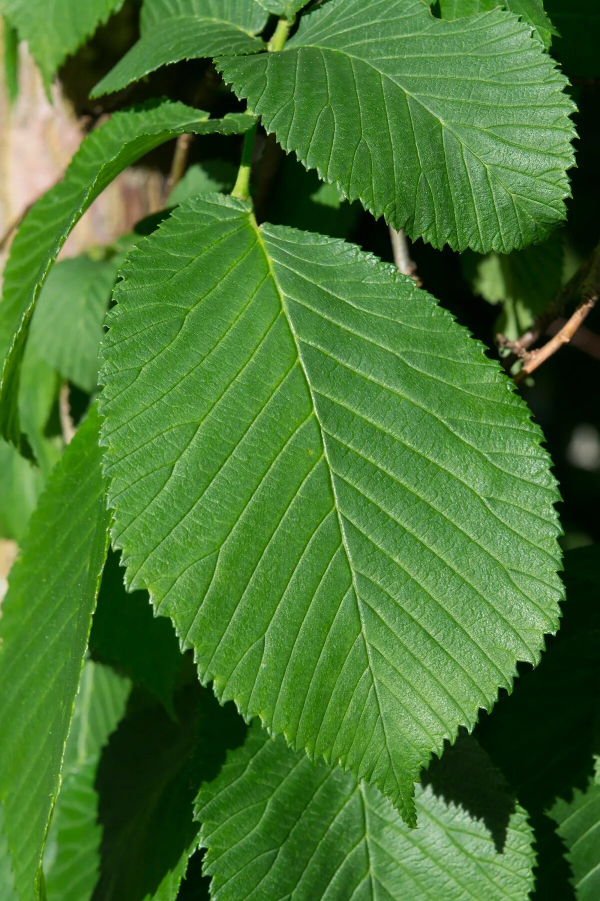 Карагач дерево листья фото Free Images : tree, nature, branch, fruit, flower, food, herb, produce, close, s