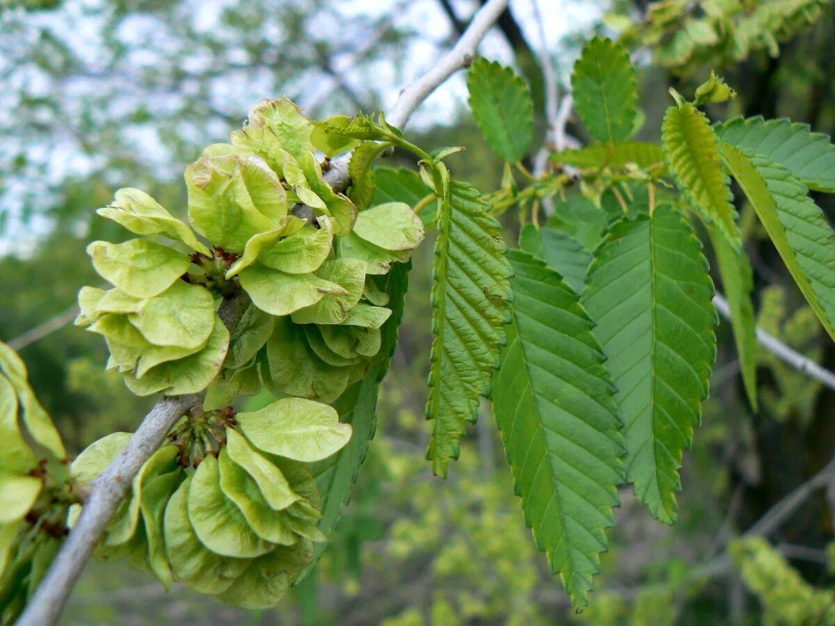 Карагач фото дерева и листьев Ulmus pumila - Image of an specimen - Plantarium