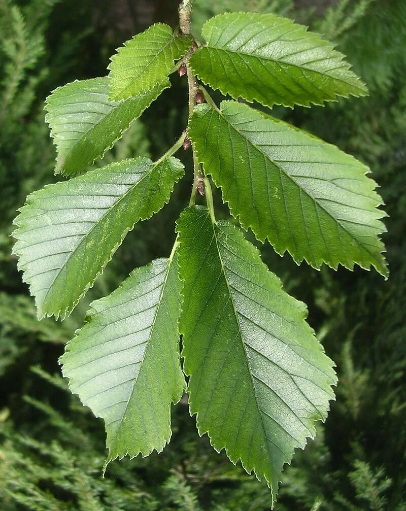 Карагач фото листьев File:Ulmus 'Groeneveld' leaves.jpg - Wikipedia