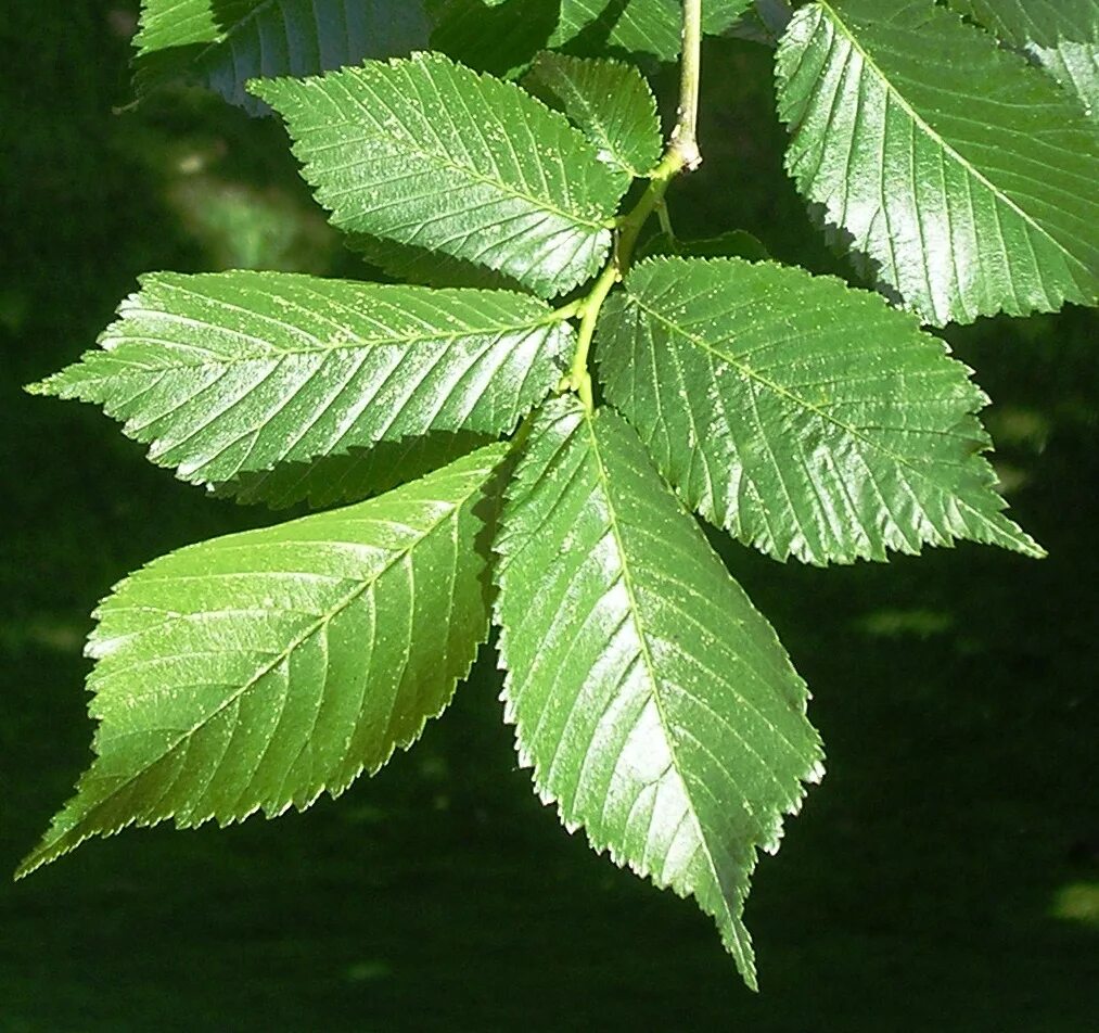Карагач листья фото File:Lobel leaves 1.jpg - Wikipedia
