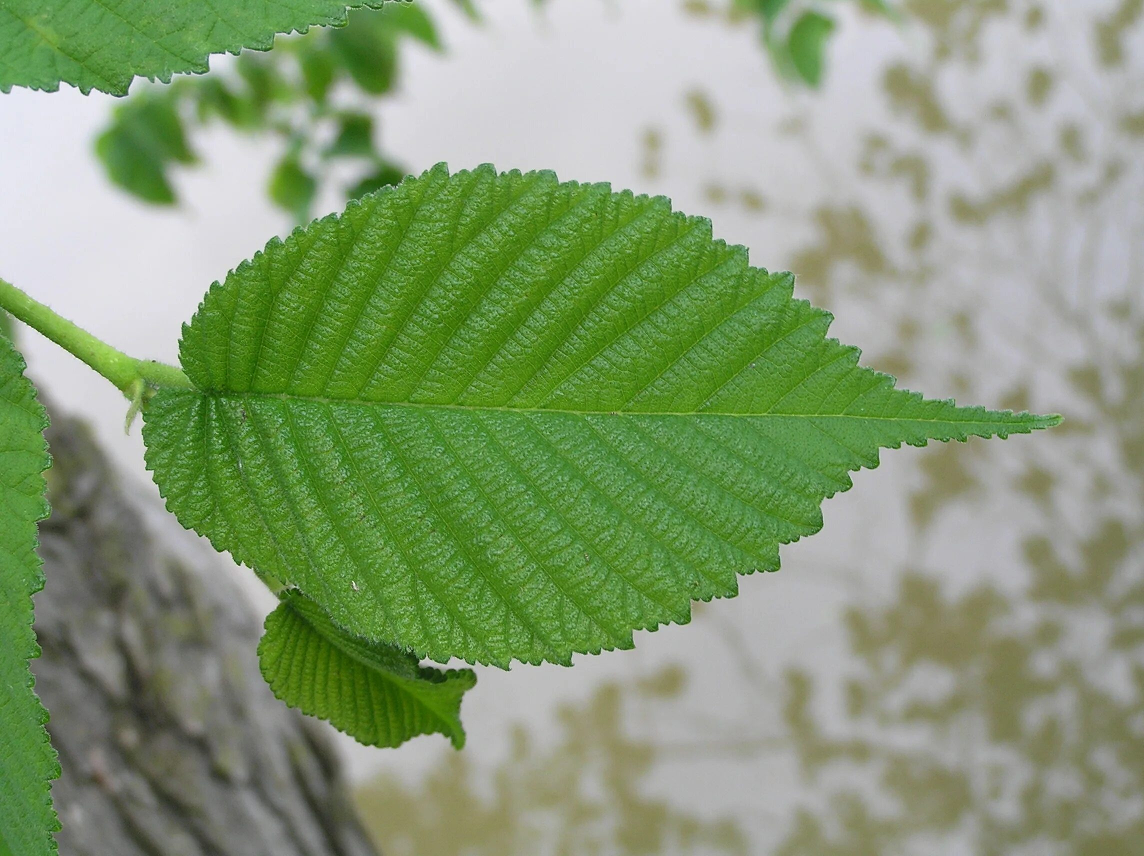 Карагач листья фото Native Trees of Indiana River Walk