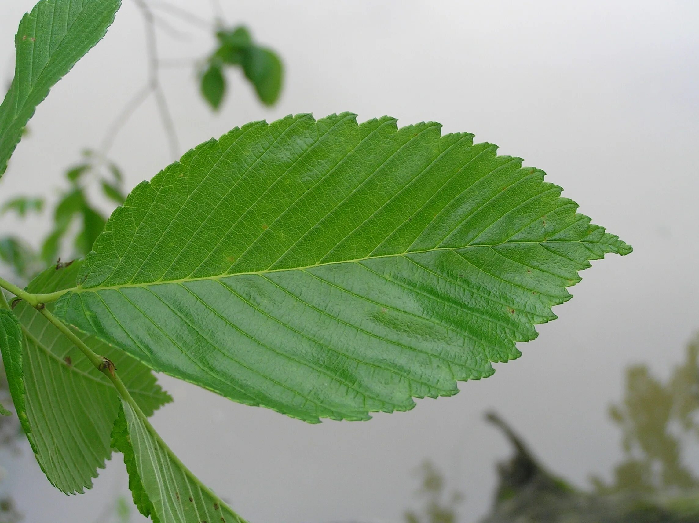 Карагач листья фото Native Trees of Indiana River Walk