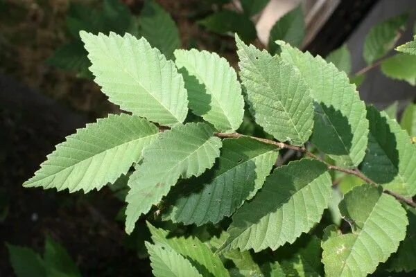 Карагач листья фото Chinese elm double toothed Chinese elm tree, Plant leaves, Leaves