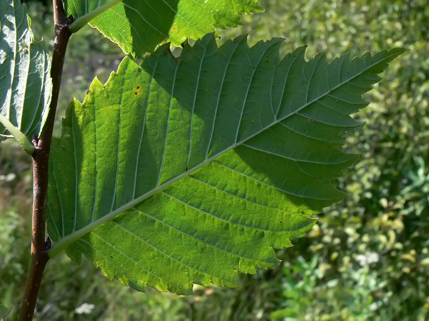 Карагач листья фото Ulmus laevis - Image of an specimen - Plantarium