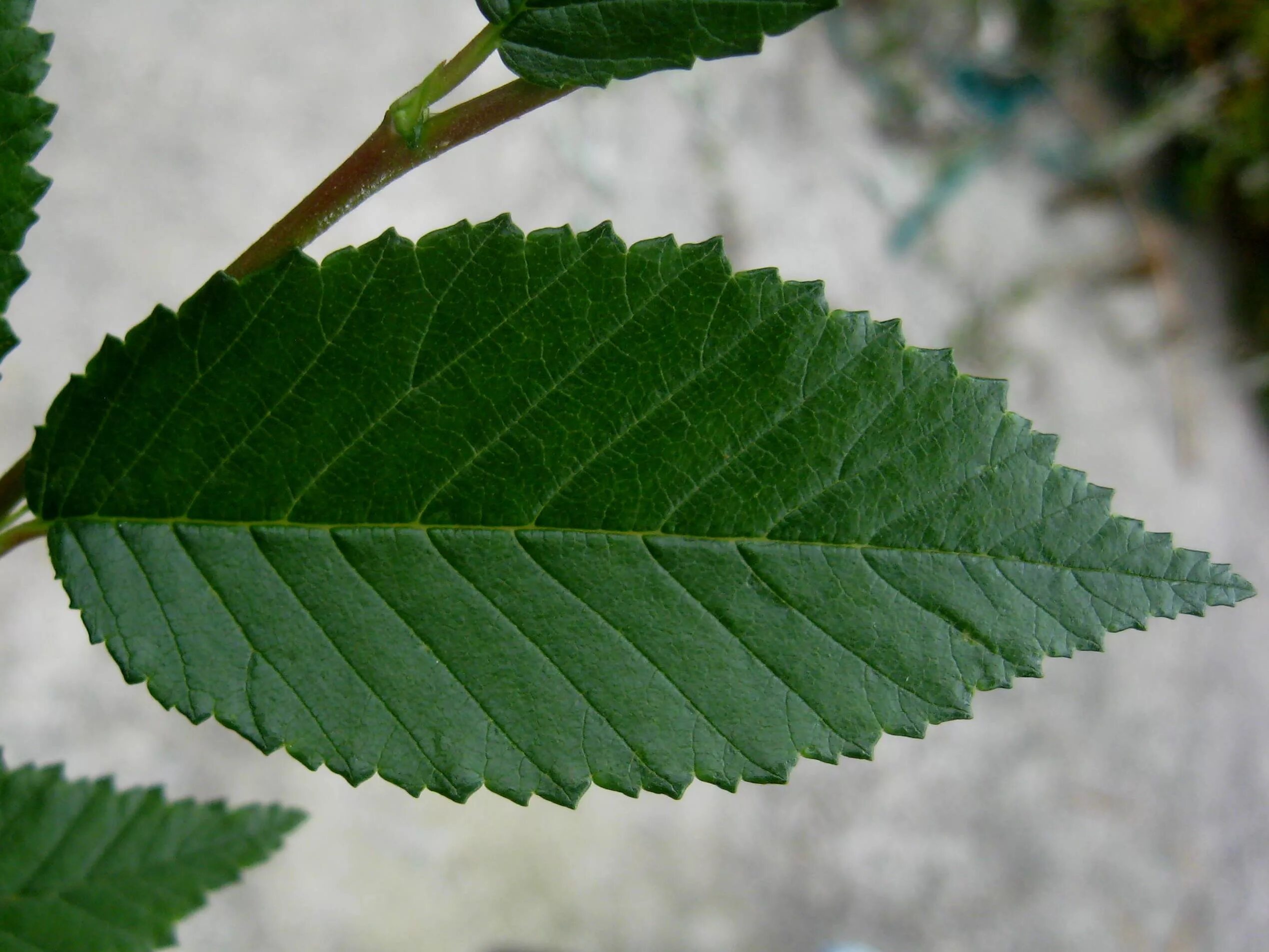 Карагач листья фото File:Ulmus pumila 'Aurescens' leaf, September.jpg - Wikipedia