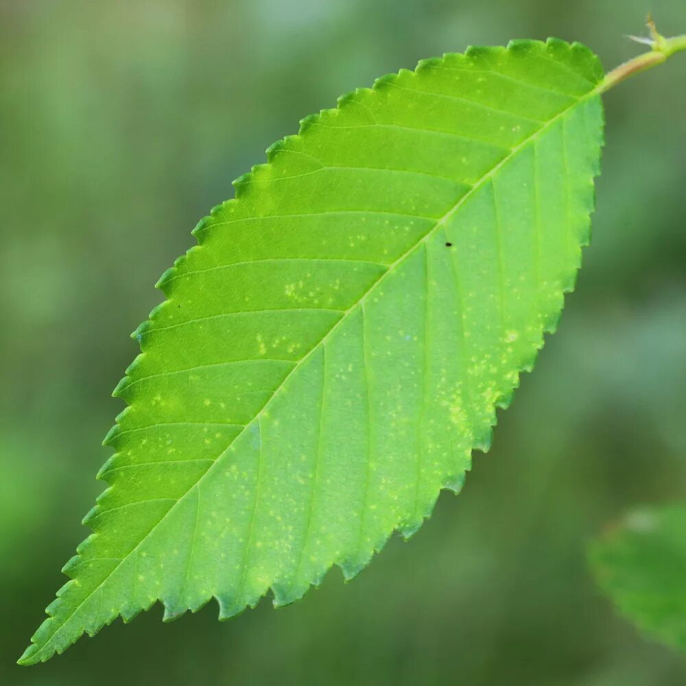 Карагач листья фото Ulmus pumila - Image of an specimen - Plantarium