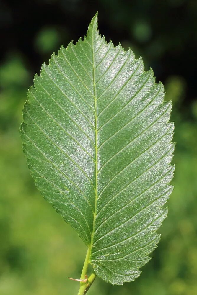Карагач листья фото Ulmus laevis - Image of an specimen - Plantarium