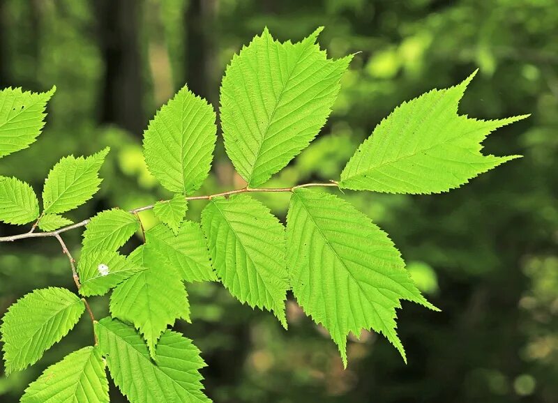 Карагач листья фото Ильм лопастный (лат. Ulmus laciniata). Экспозиция Растительный мир. Сахалинский 