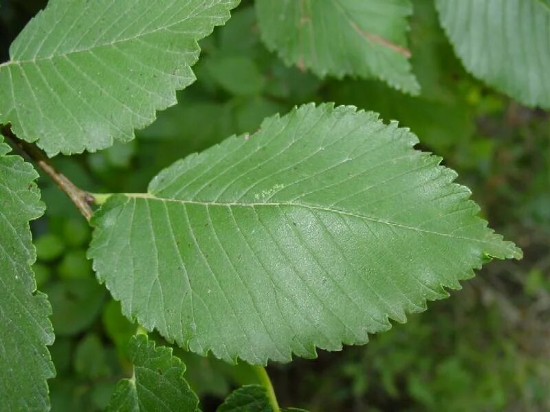 Карагач листья фото Ulmus minor / Olmo comune o campestre , Natura Mediterraneo Forum Naturalistico