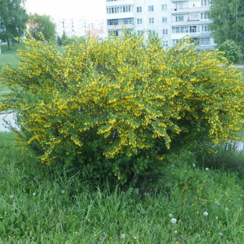 Карагана древовидная фото и описание кустарника Семена Карагана кустарниковая 20 ШТ AliExpress