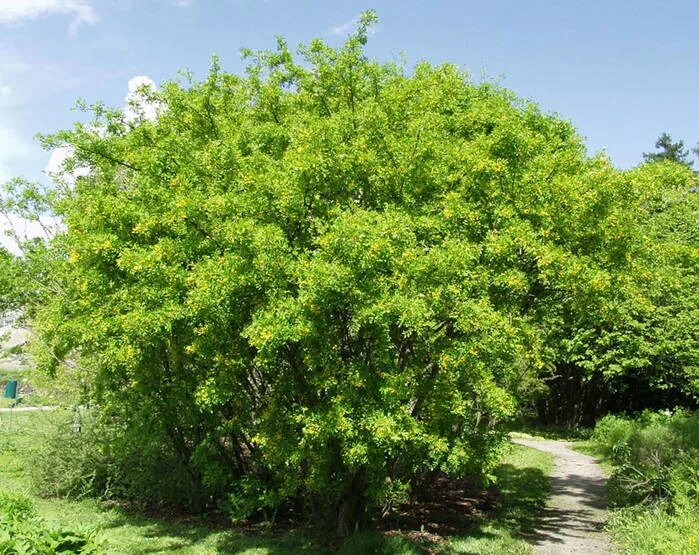 Карагана древовидная фото и описание кустарника Siperianhernepensas - Pinsiön taimiston tuoteluettelo