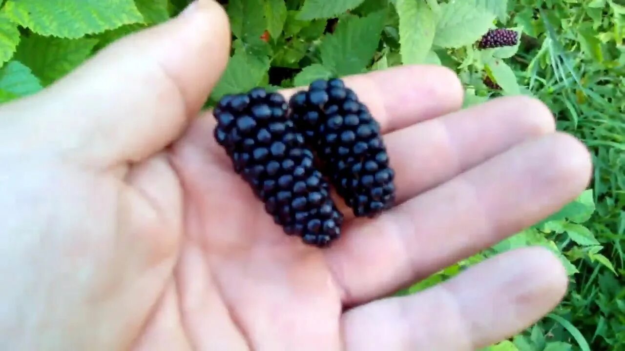 Карака блэк ежевика описание сорта фото отзывы Early Blackberries Karaka Black - YouTube