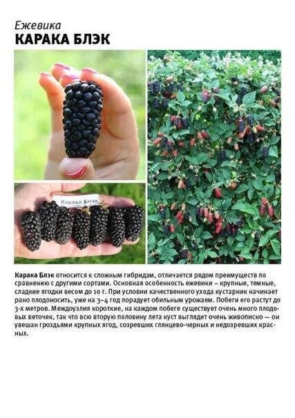 Карака блэк ежевика описание сорта фото отзывы Карака Блэк Ежевика раннего срока созревания (конец июня) Куст высотой 2-2,5метр