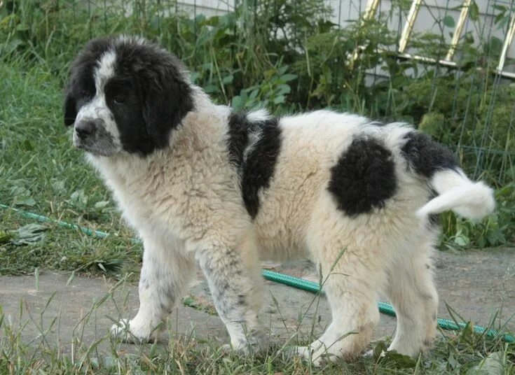 Каракачанская овчарка фото Gunner of Raindrop Farm, Karakachan Dog Livestock guardian dog, Dogs, I love dog