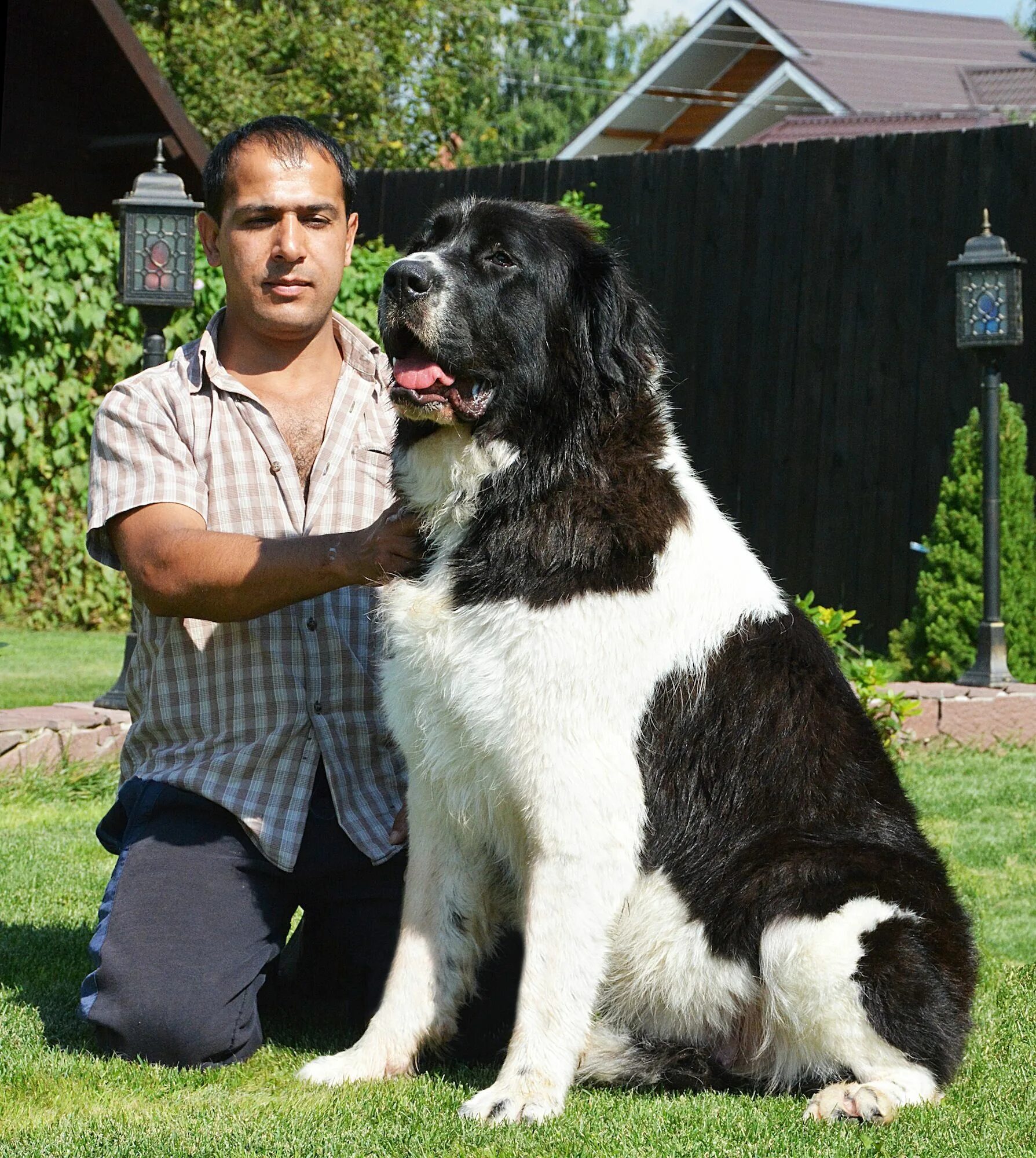 Каракачанская овчарка фото The 25 Best Guard Dogs Guard Dog Breeds For Families