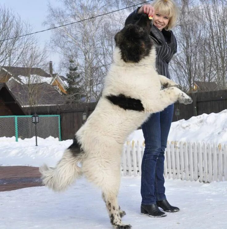 Каракачанская овчарка фото Болгарский волкодав Каракачан. Outdoor decor, Shepherd, Outdoor