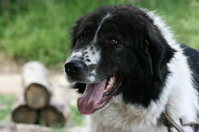 Каракачанская овчарка фото Karakachan livestock guarding dog Dogs, Livestock guardian dog, Dog breeds