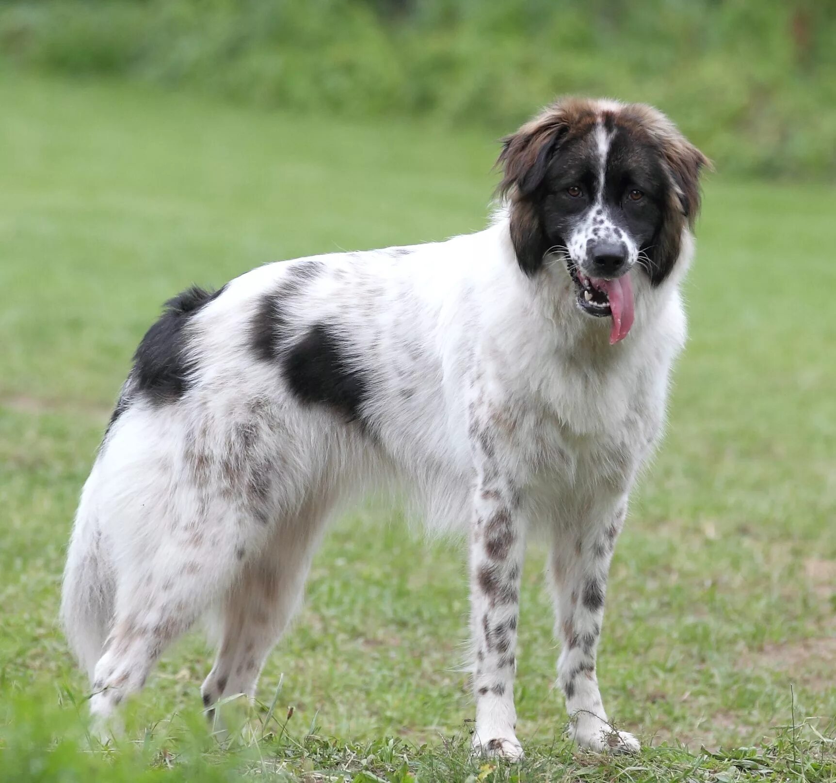 Каракачанская овчарка фото Bella (Karakatschan/Karakachan dog)) Every dog breed, Livestock guardian dog, Pr