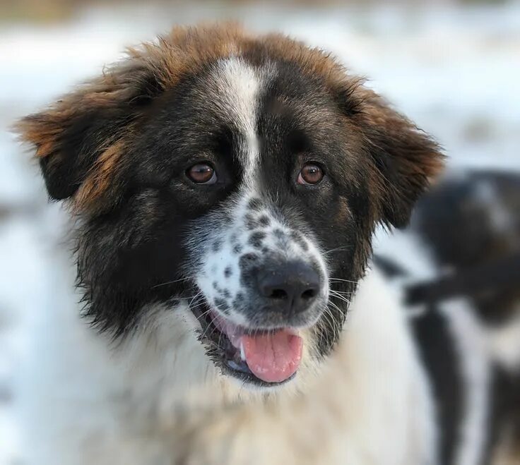 Каракачанская овчарка фото Pin by Kelly Schmidt on DOGS Livestock guardian dog, Molosser, Swiss mountain do