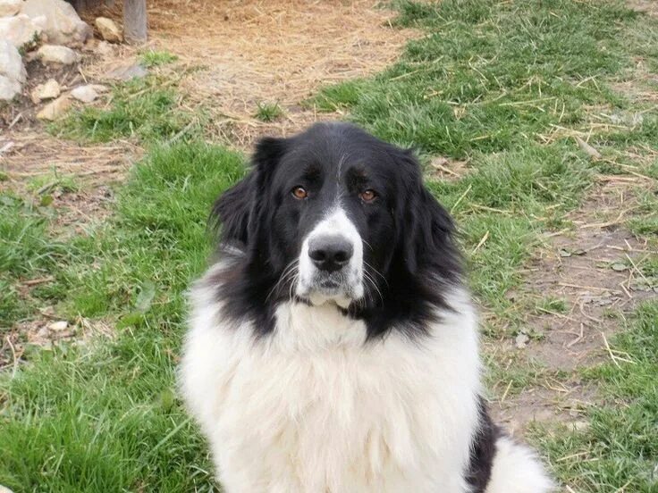 Каракачанская овчарка фото karachachan What kind of dog, Guard dogs, Big dogs