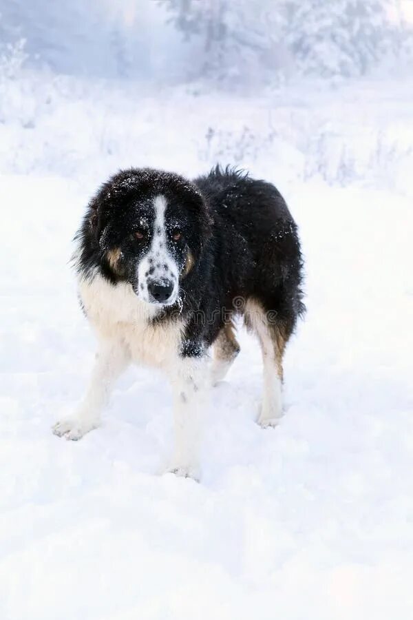 Каракачанская овчарка фото Bulgarian Shepherd, Karakachan Dog Portrait Stock Photo - Image of serious, look