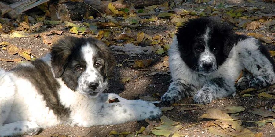 Каракачанская овчарка фото Information on Dog Breeds