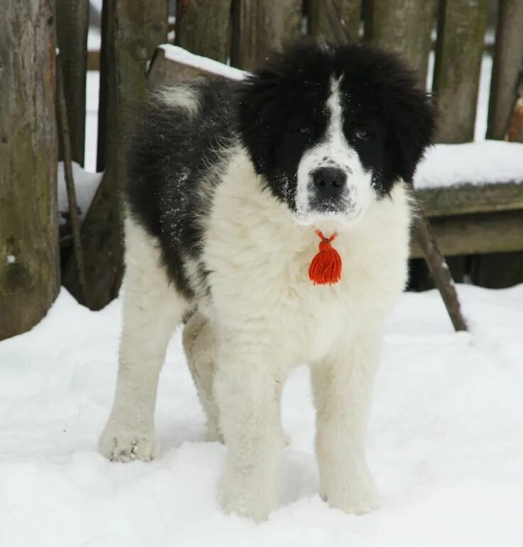 Каракачанская овчарка фото Crainic - Romanian "Bucovina Shepherd", Ciobanesc de Bucovina #Puppy #Dog Contac