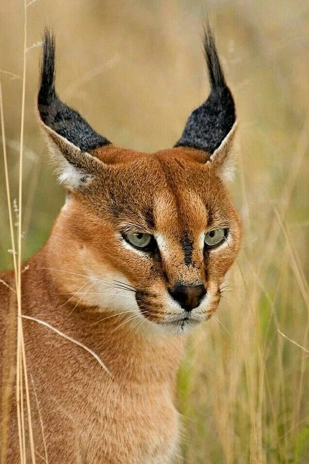Каракал фото дикая Caracal Animali rari, Animali selvatici, Foto con animali