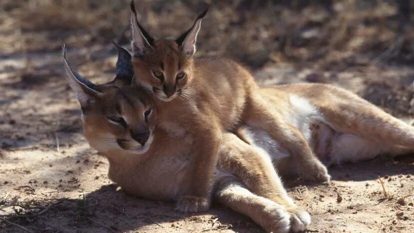 Каракал фото дикая The Caracal's Got Super Jumping Game and Satellite Dish Ears HowStuffWorks