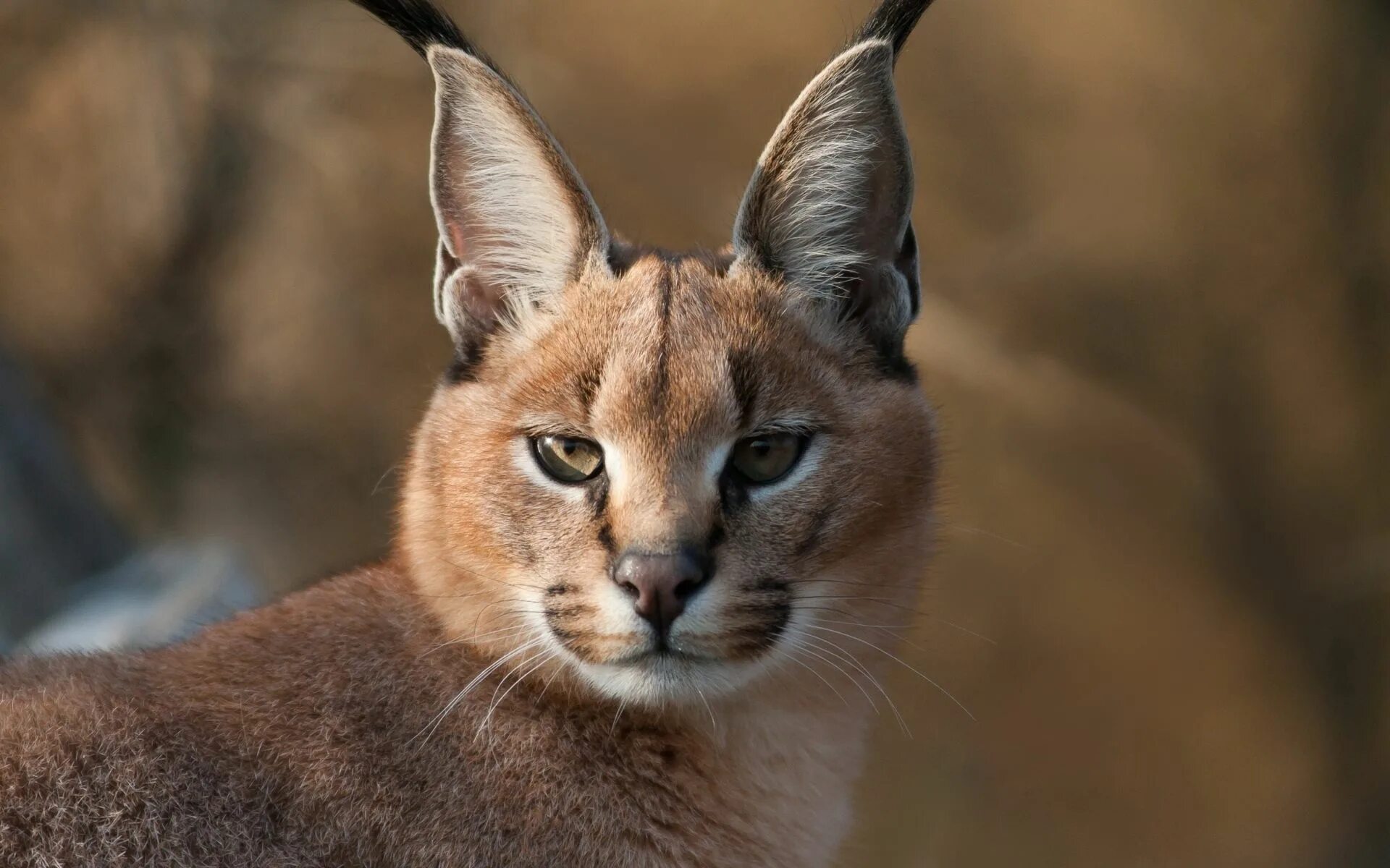Каракал фото дикая Caracal Caracal cat, Pets cats, Animals