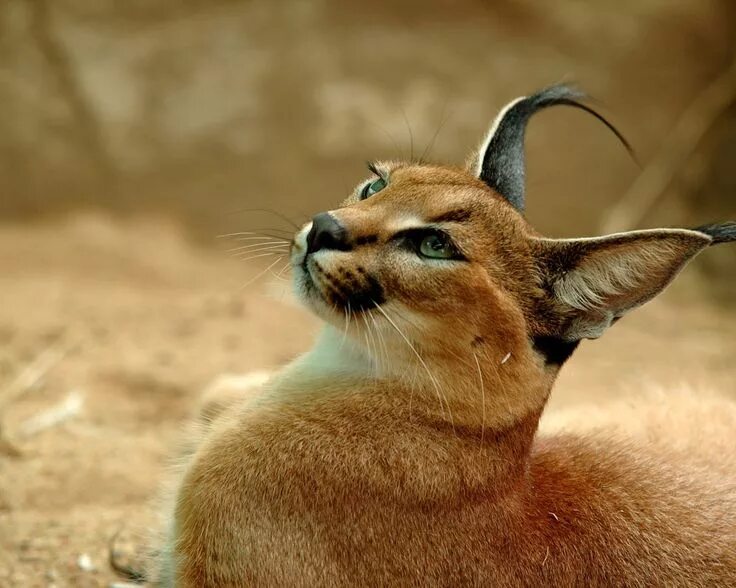 Каракал фото дикая Caracal San Diego Zoo Animals Caracal cat, Exotic cats, Caracal